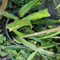 White , Purple Dragon Fruit Plant trimmings 