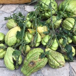 Chayote Organic Plants 🪴 Are Ready To Go Super Healthy Yummy Asking $5 Each Come Take Whatever U Like 