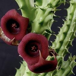Stapelia Macrocarpa Star
