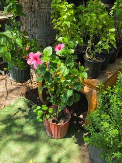 Pink hibiscus plants