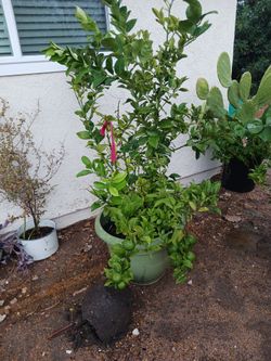 Limon amarillo