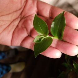 Green Wandering Jew Clippings
