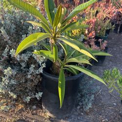 Plumeria Plant