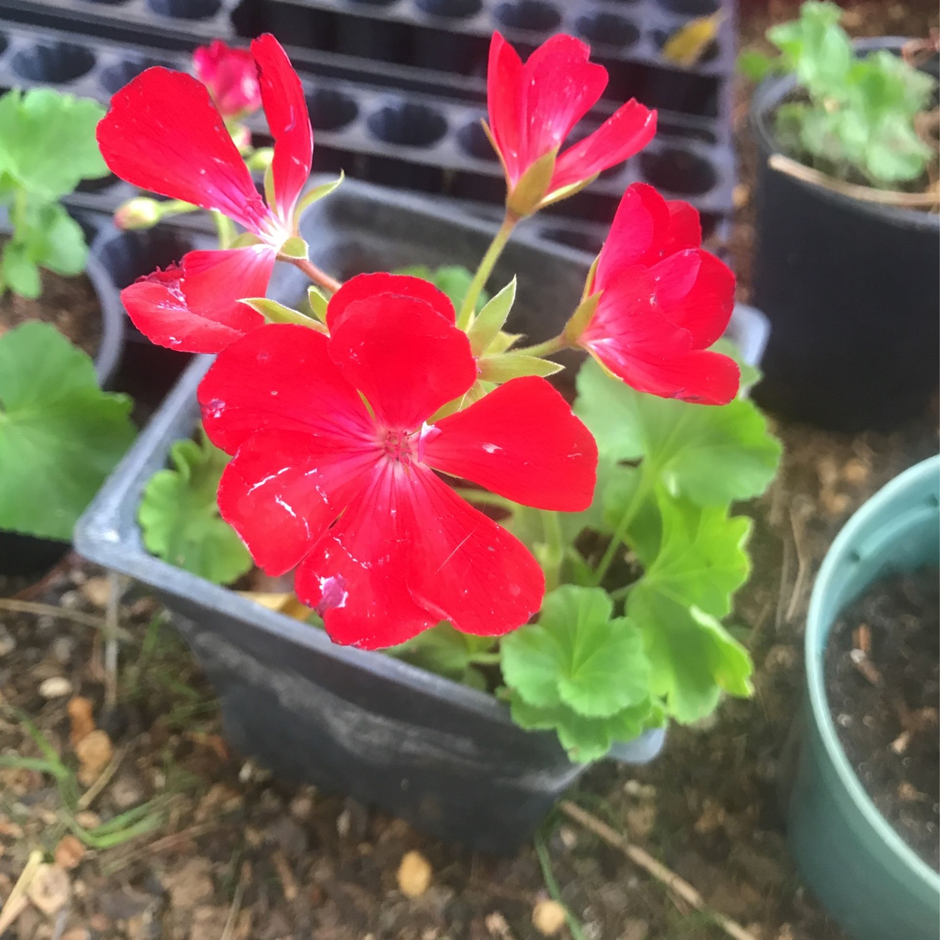 Geranium Big Eze Deep Red