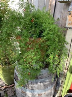 Clay pot dim approx 18 x 18 plus plant