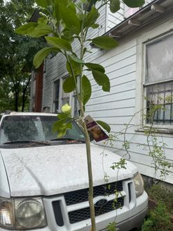 GRAPFRUIT PLANT