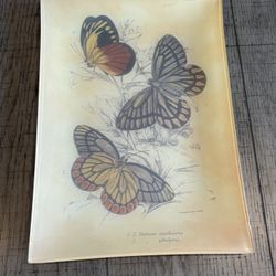 Glass Butterfly Platter
