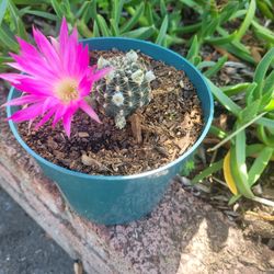 Cactus bola Rosita