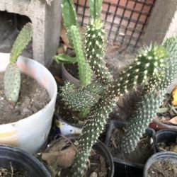 Cactus