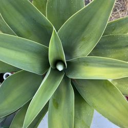 Beautiful Greeny Succulents $2o Each 