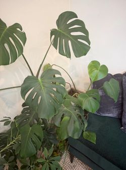 Large Monstera Deliciosa with Modern White Planter