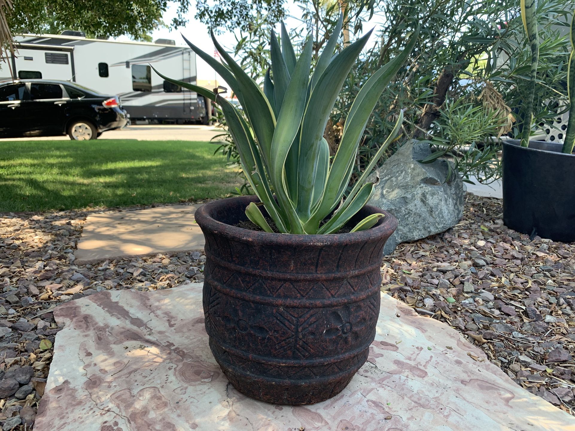 Smooth agave plant in clay pot