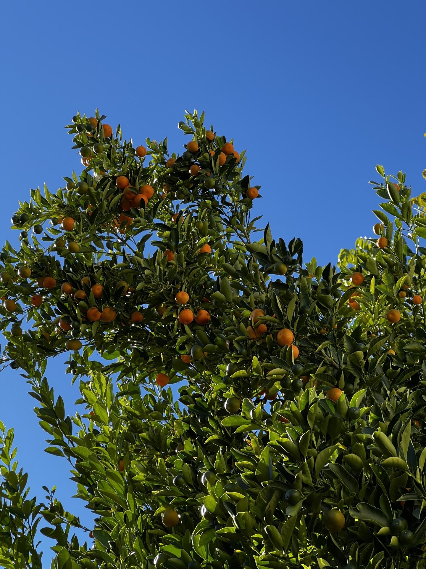 Calamansi $2 Per lb