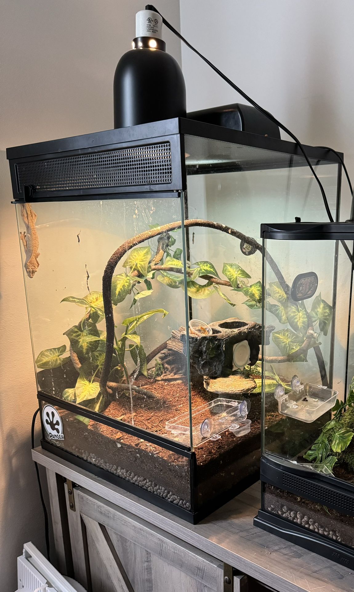Reptile Tanks Complete Setup