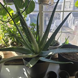 Large ALOE Plant $30