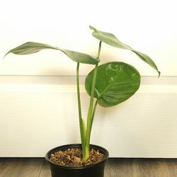 Monstera $30