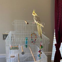 Cage For Cockatiel 