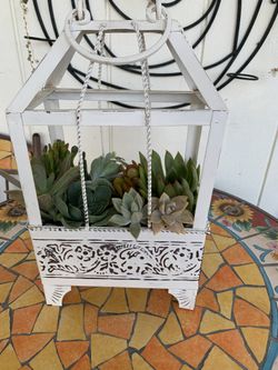 Beautiful arrangement with succulent plants