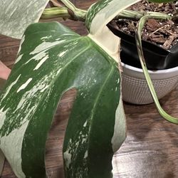 Variegated Monster Abo (please Read Description Below)