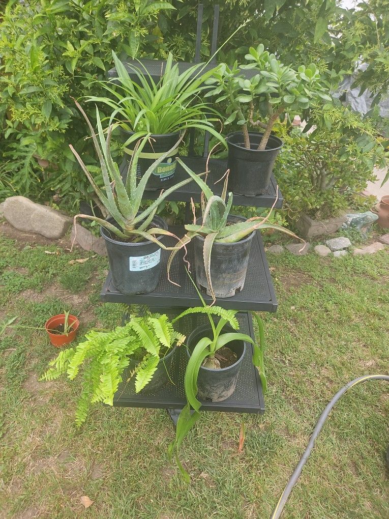 6 In Potted Plants  (6 total)