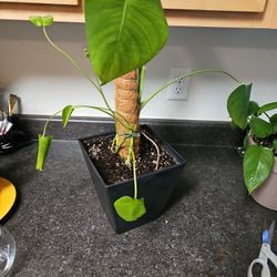 Save This Monstera!