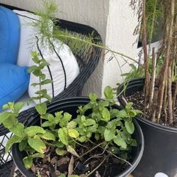 Dill And Peppermint Plants 