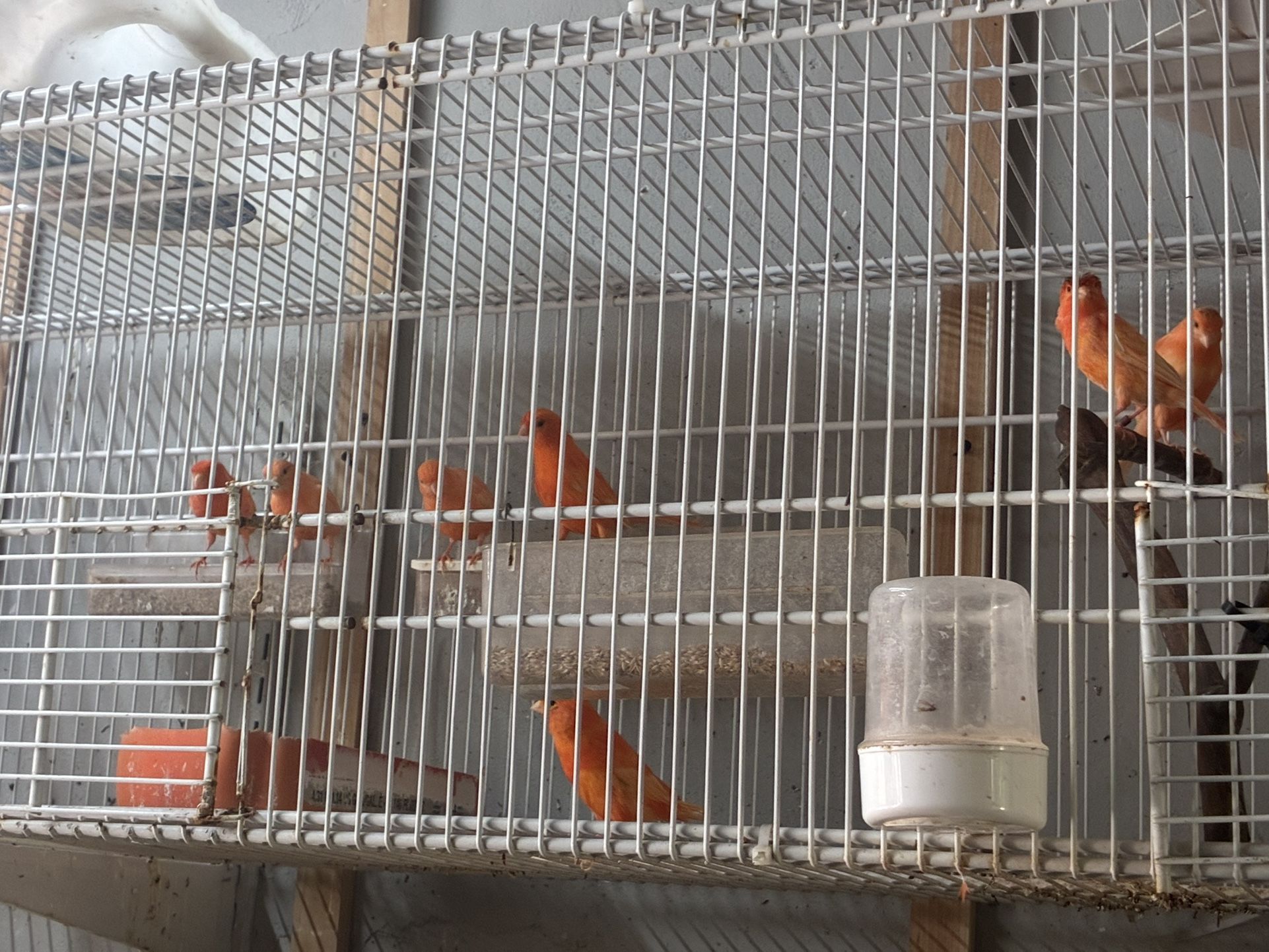 Cages For Canaries