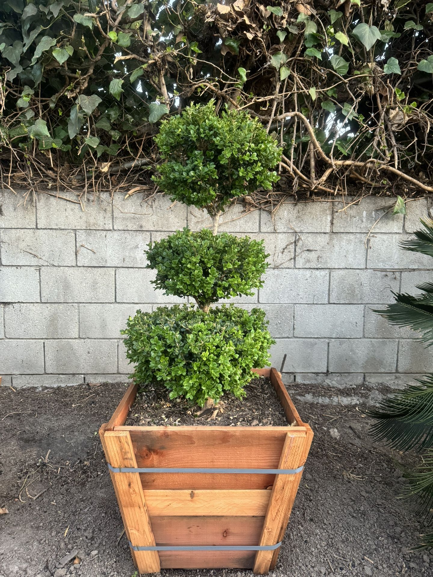 Boxwood triple ball topiary