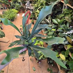 Staghorn Fern 