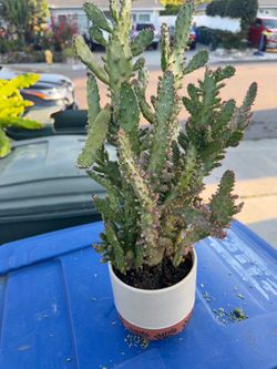 Cactus opuntia