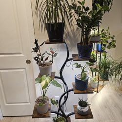 Plants And More Plants - Houseplants