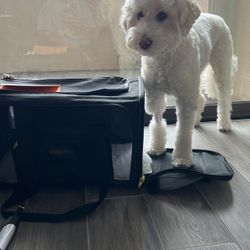 Sherpa Pet carrier - Airline Approved