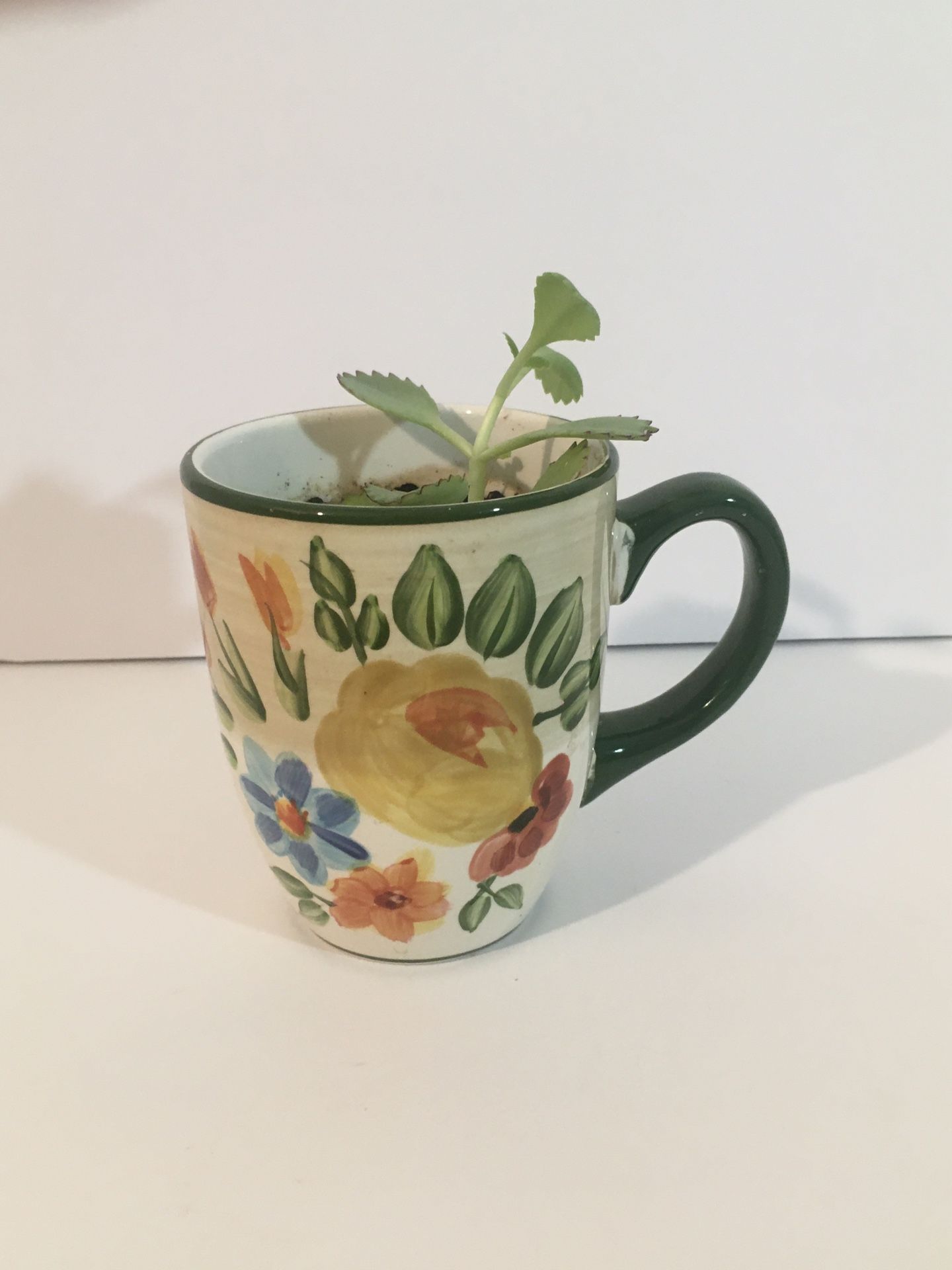 Live Flower In Large Coffee Mug 4/15” Mother Of Thousands Succulent Plant Mug Is Used