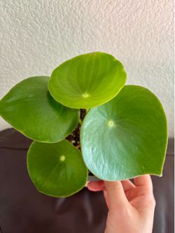 Peperomia Raindrop
