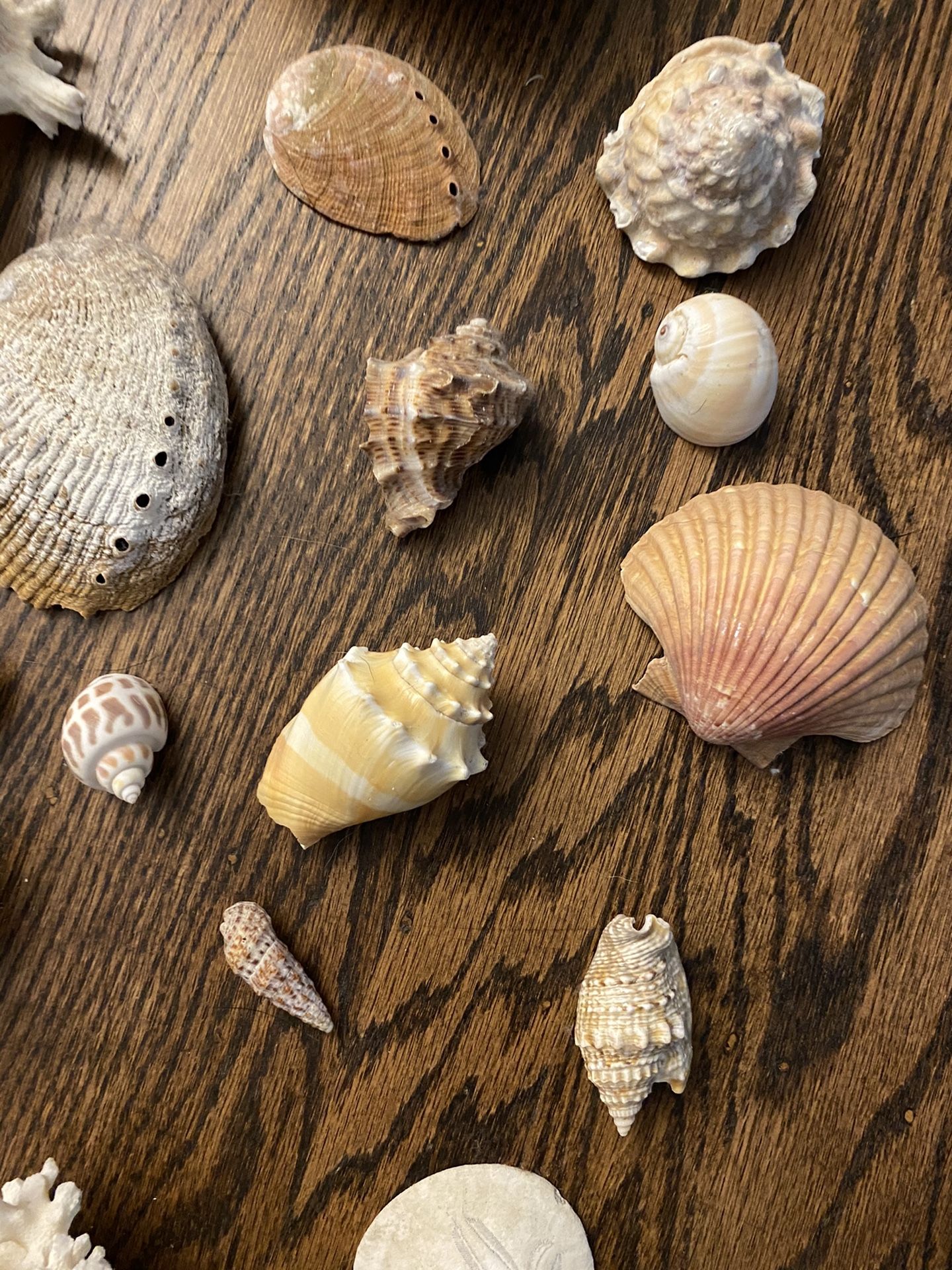 Collection of shells