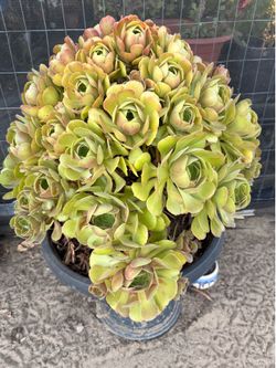 Suculenta planta