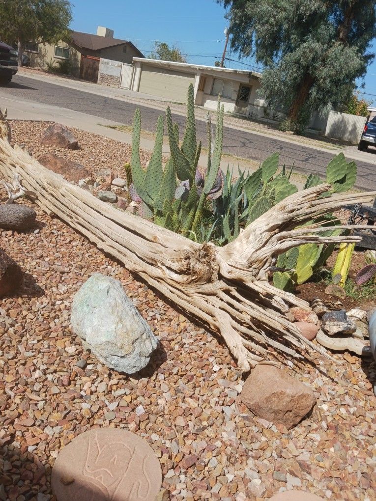 11 Ft Long Saguaro Ribs