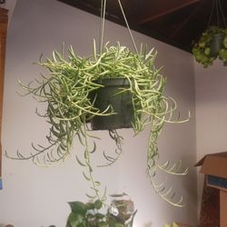 String Of Hooks 