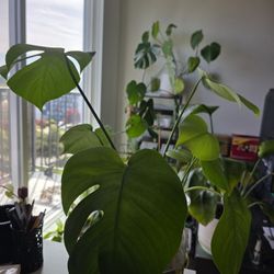 Monstera