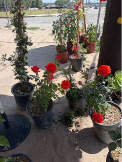 Rosas