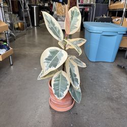 24 in. Tall Ficus Elastica Tineke Live Plant Indoor Houseplant