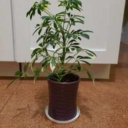 Moon Drop Umbrella Plant