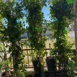 Star Jasmine $$38 