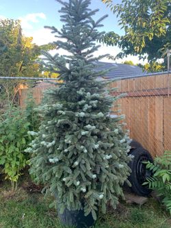 6-7 Trees 🌲