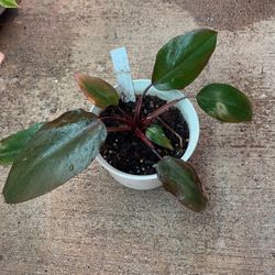 Reverted Philodendron Pink Princess