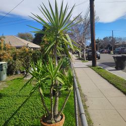 Yucca Tree Plant