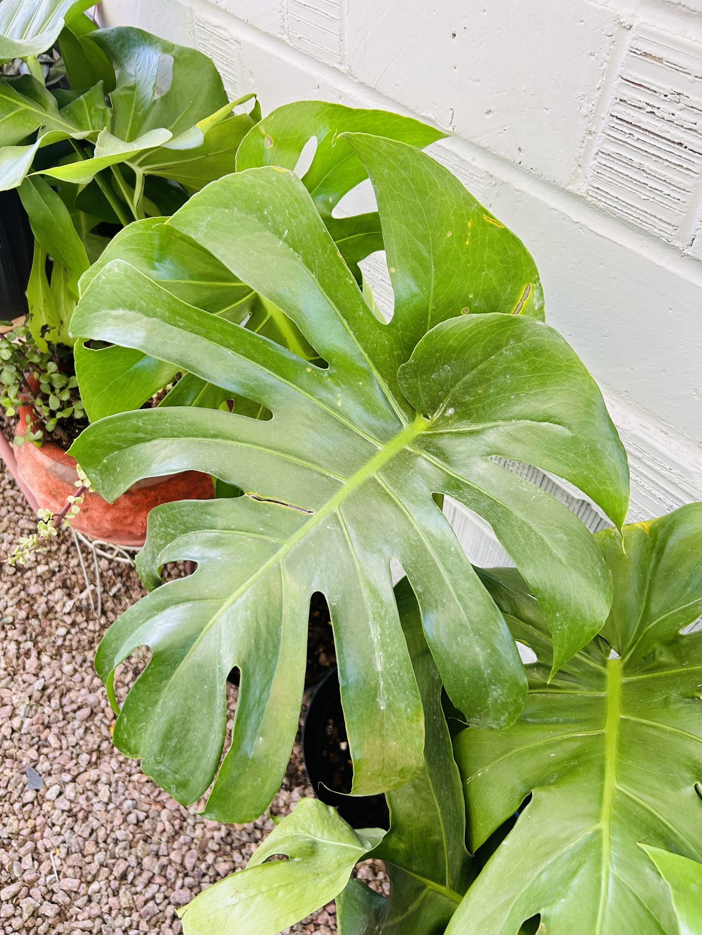 Monstera Live Houseplants Home Decor Live Plants - 25 each PHX