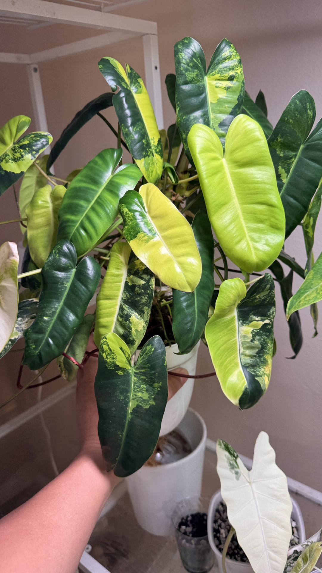 Indoor Plants