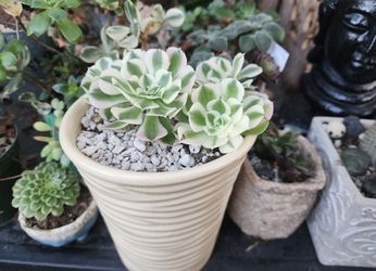 XMAS PLANT SALE THIS WEEK IN SAN LORENZO