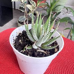 Zebra Haworthia Succulent Plant